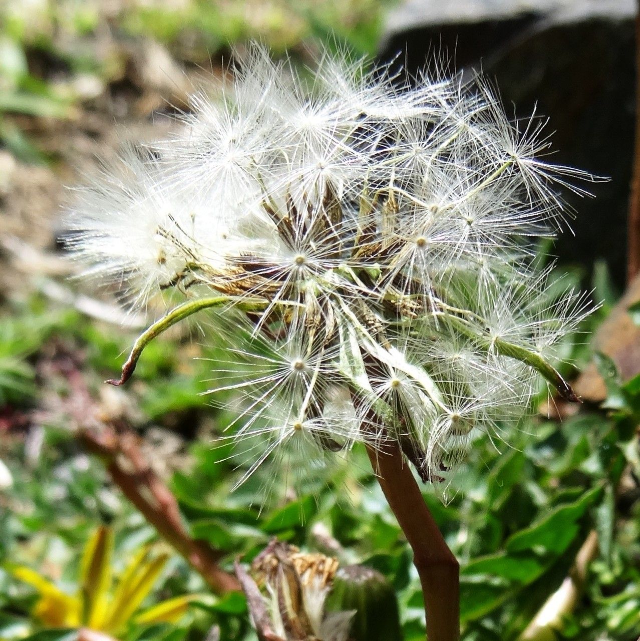Taraxacum pyrenaicum fruit