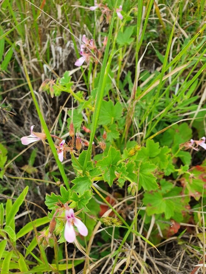 Pelargonium glechomoides habit