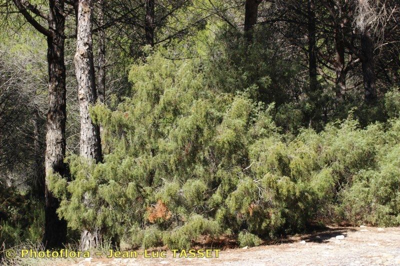 Juniperus navicularis habit