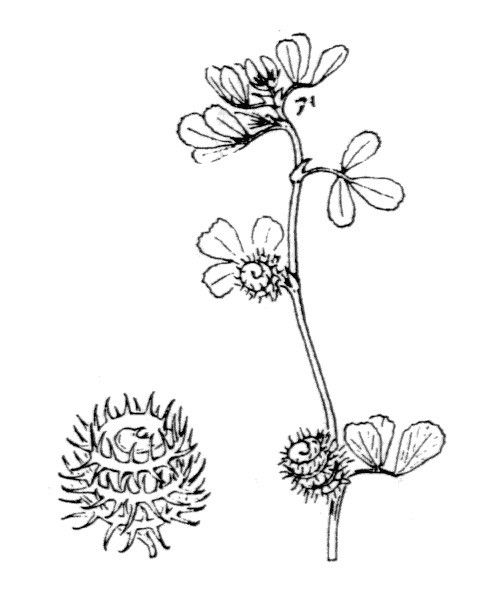 Medicago tenoreana other