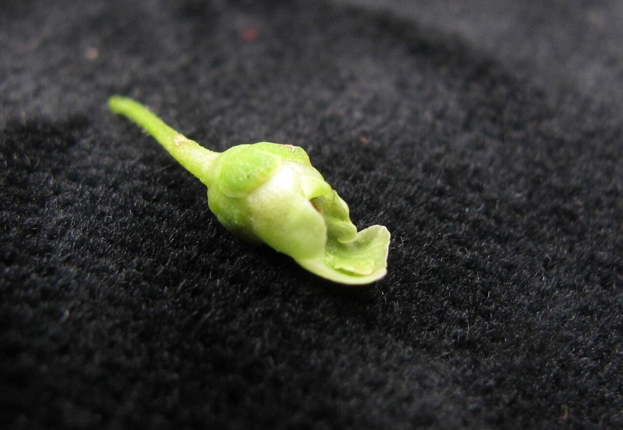 Scrophularia urticifolia — houseplant care guide