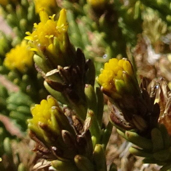 Werneria juniperina flower