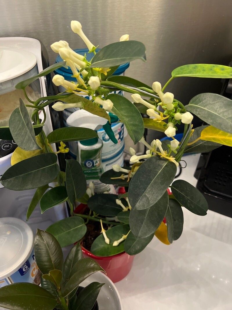 Dregea floribunda flower