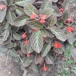 Episcia cupreata