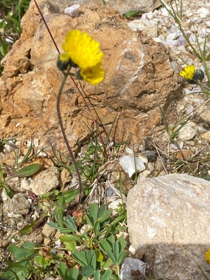 Pilosella glacialis habit