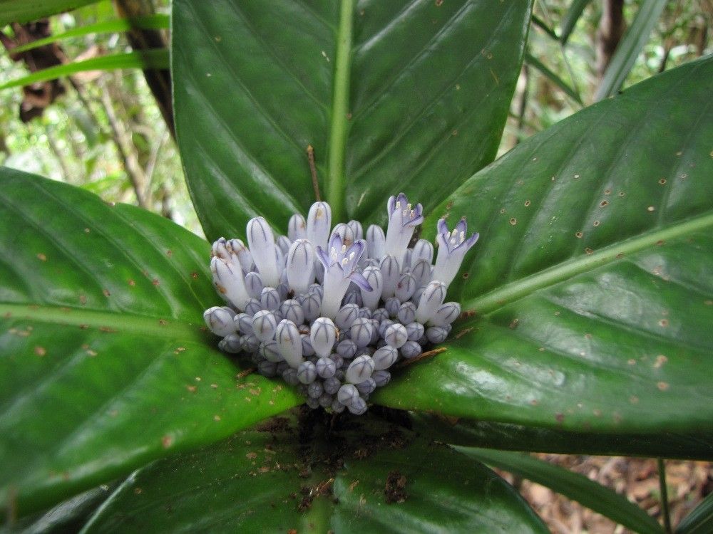 Psychotria baladensis — houseplant care guide