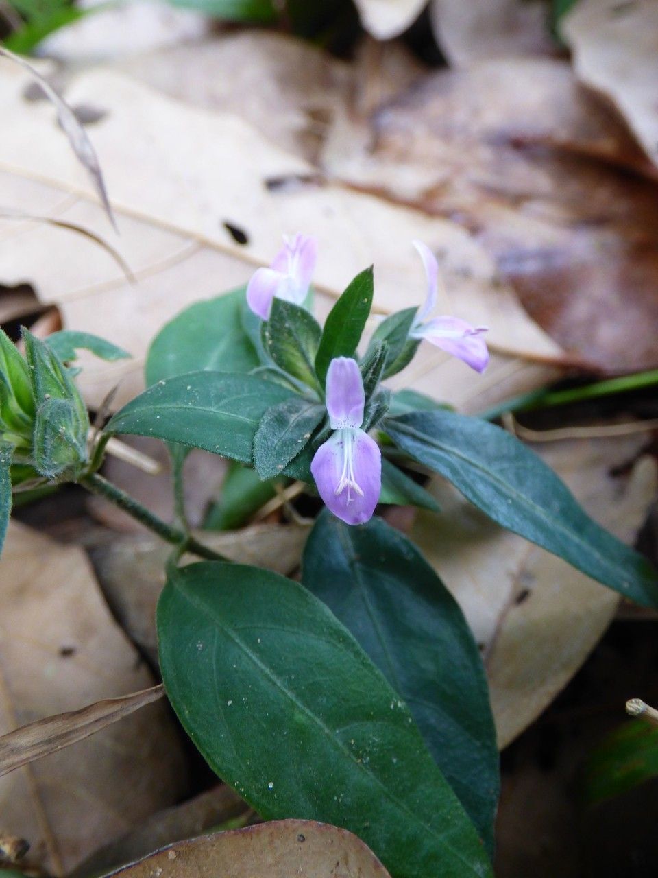 Dicliptera chinensis flower
