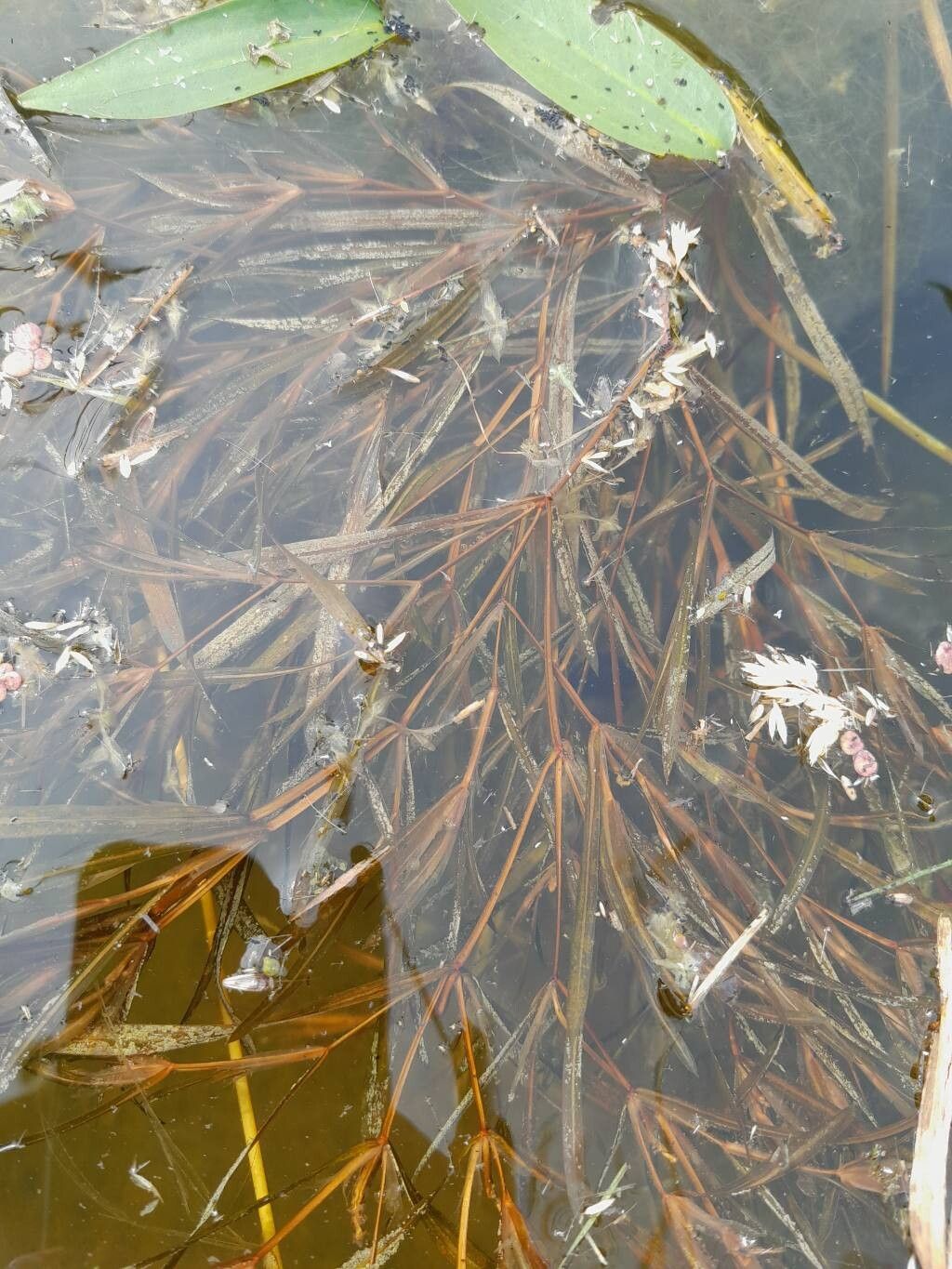 Potamogeton acutifolius