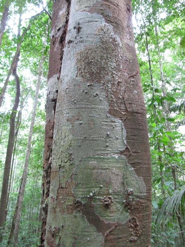 Licania heteromorpha bark