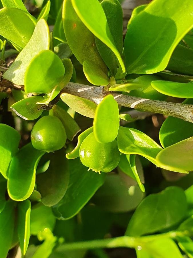 Pyrostria phyllanthoidea fruit
