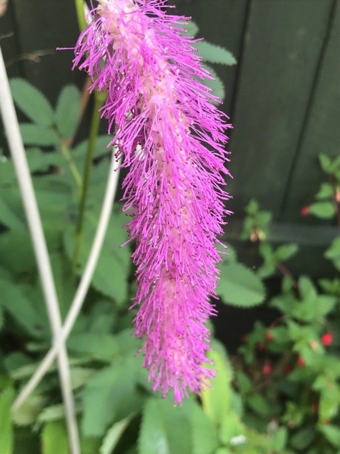 Sanguisorba hakusanensis flower