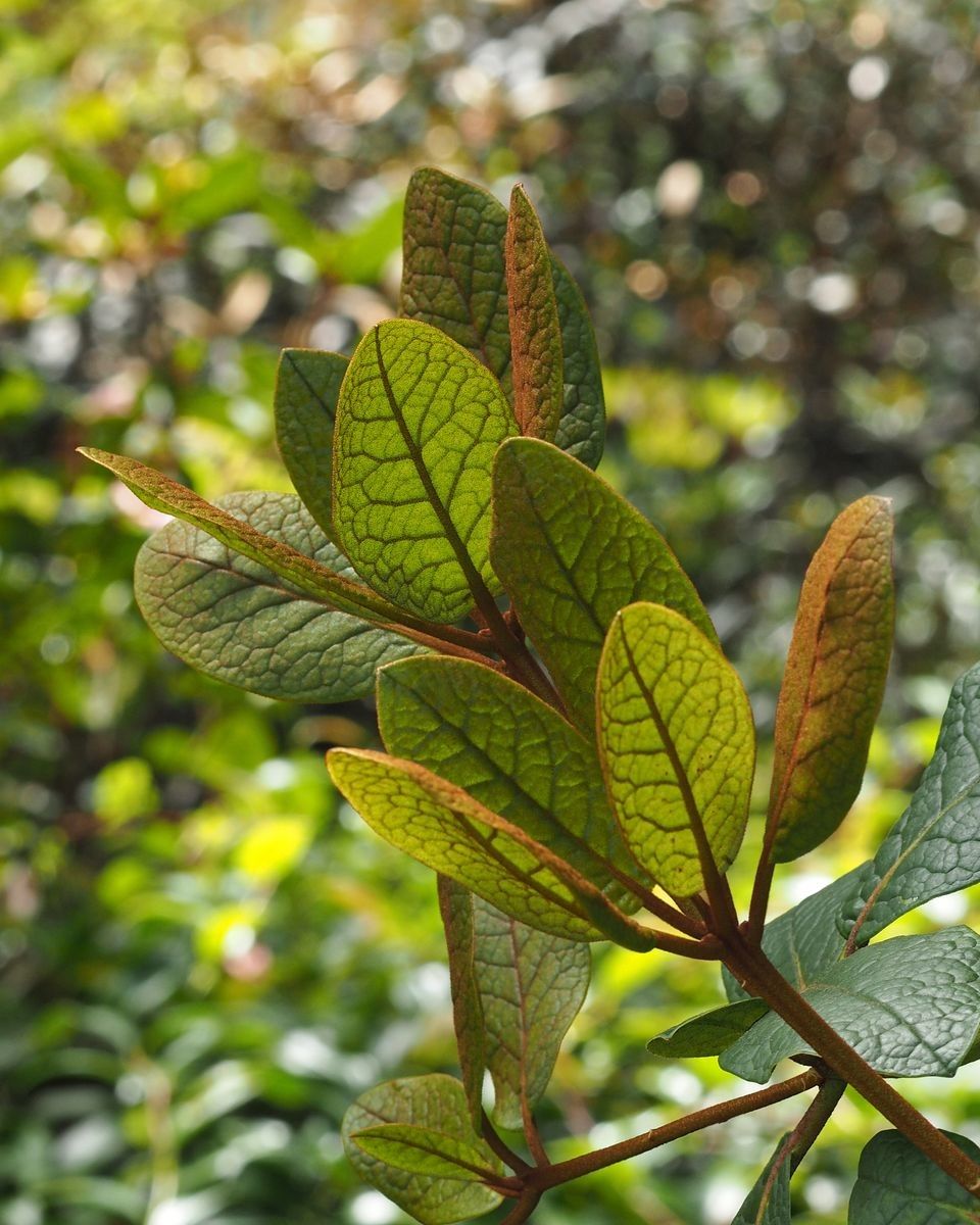 Rhododendron solitarium — houseplant care guide