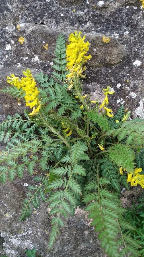 Corydalis cheilanthifolia flower