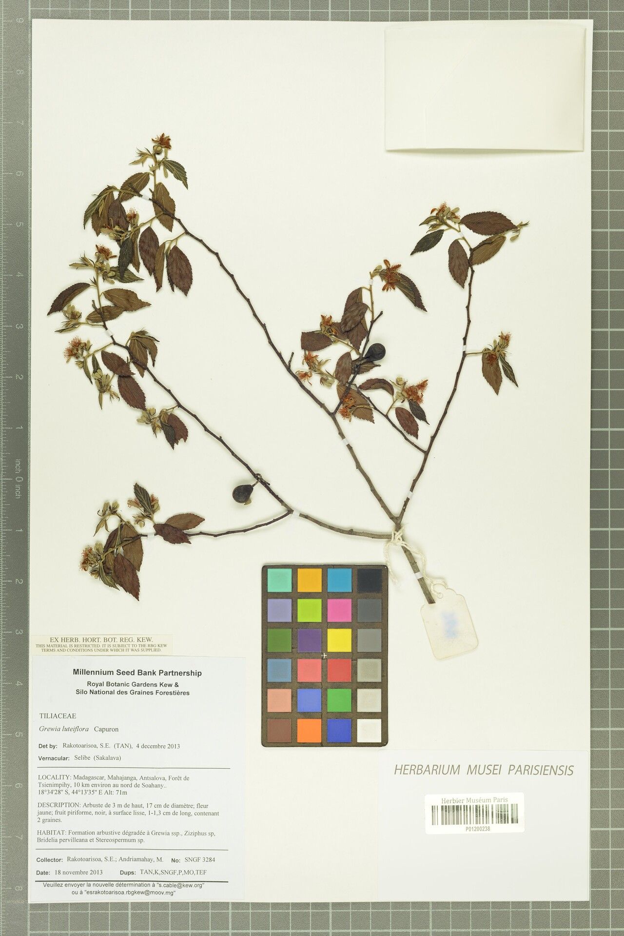 Grewia luteiflora — houseplant care guide