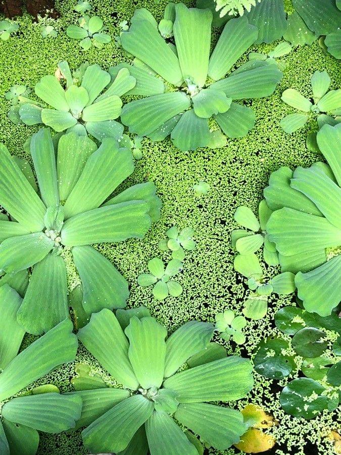 Pistia stratiotes flower