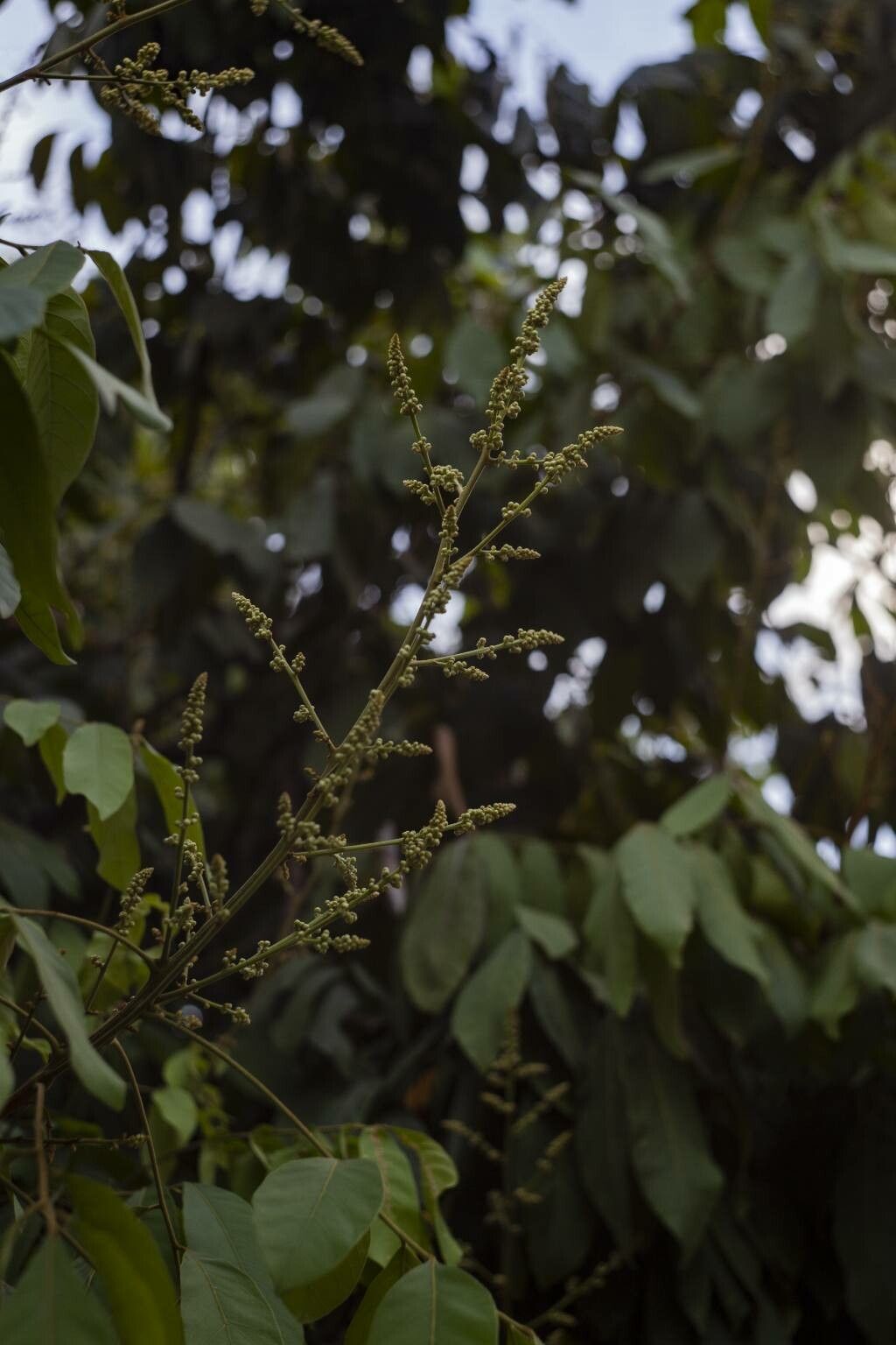Lepisanthes rubiginosa flower