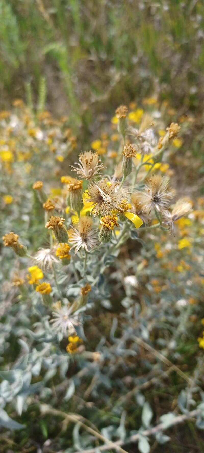 Heterotheca canescens fruit