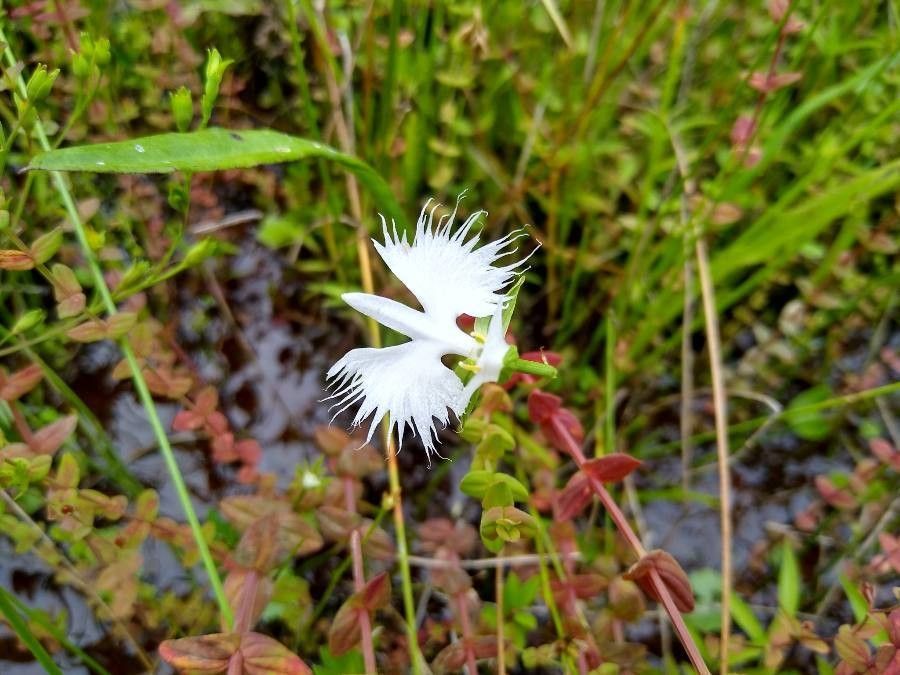 Pecteilis radiata flower