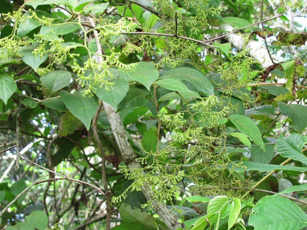 Tournefortia maculata habit