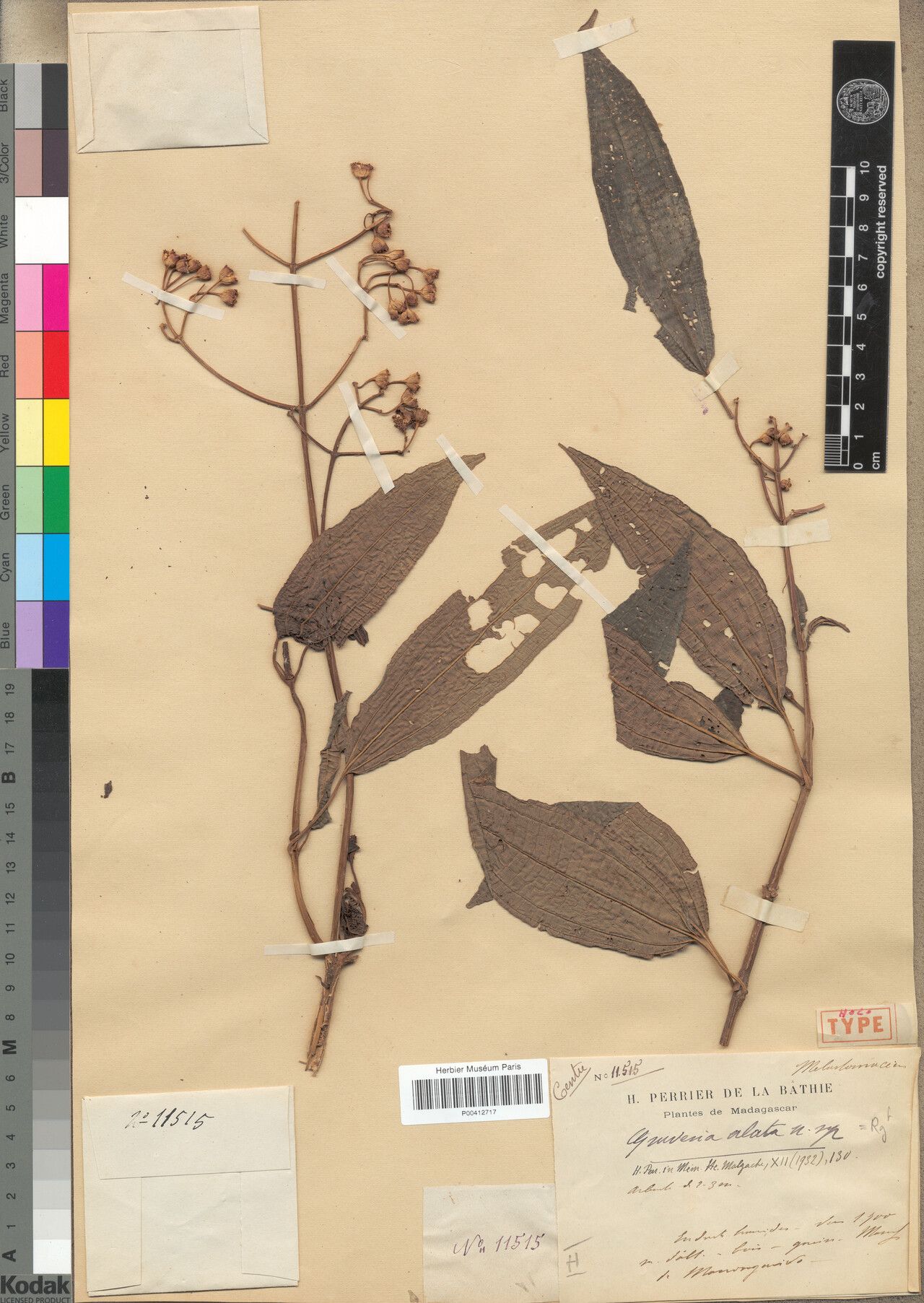 Gravesia alata — related species from the same genus