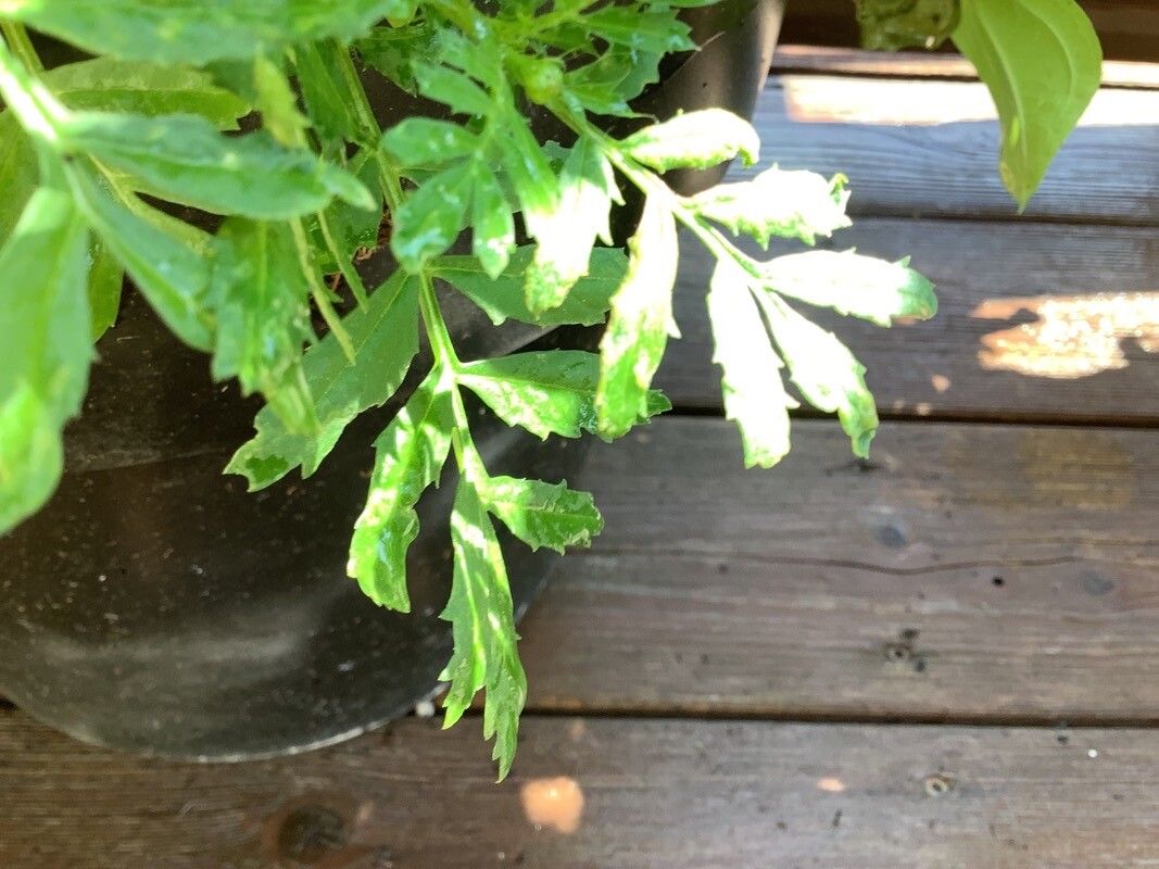 Tagetes patula fruit