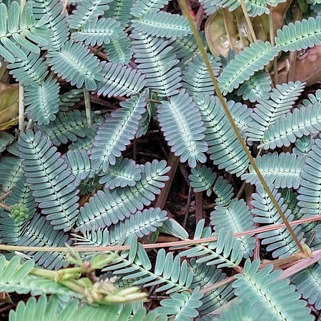 Neptunia gracilis leaf