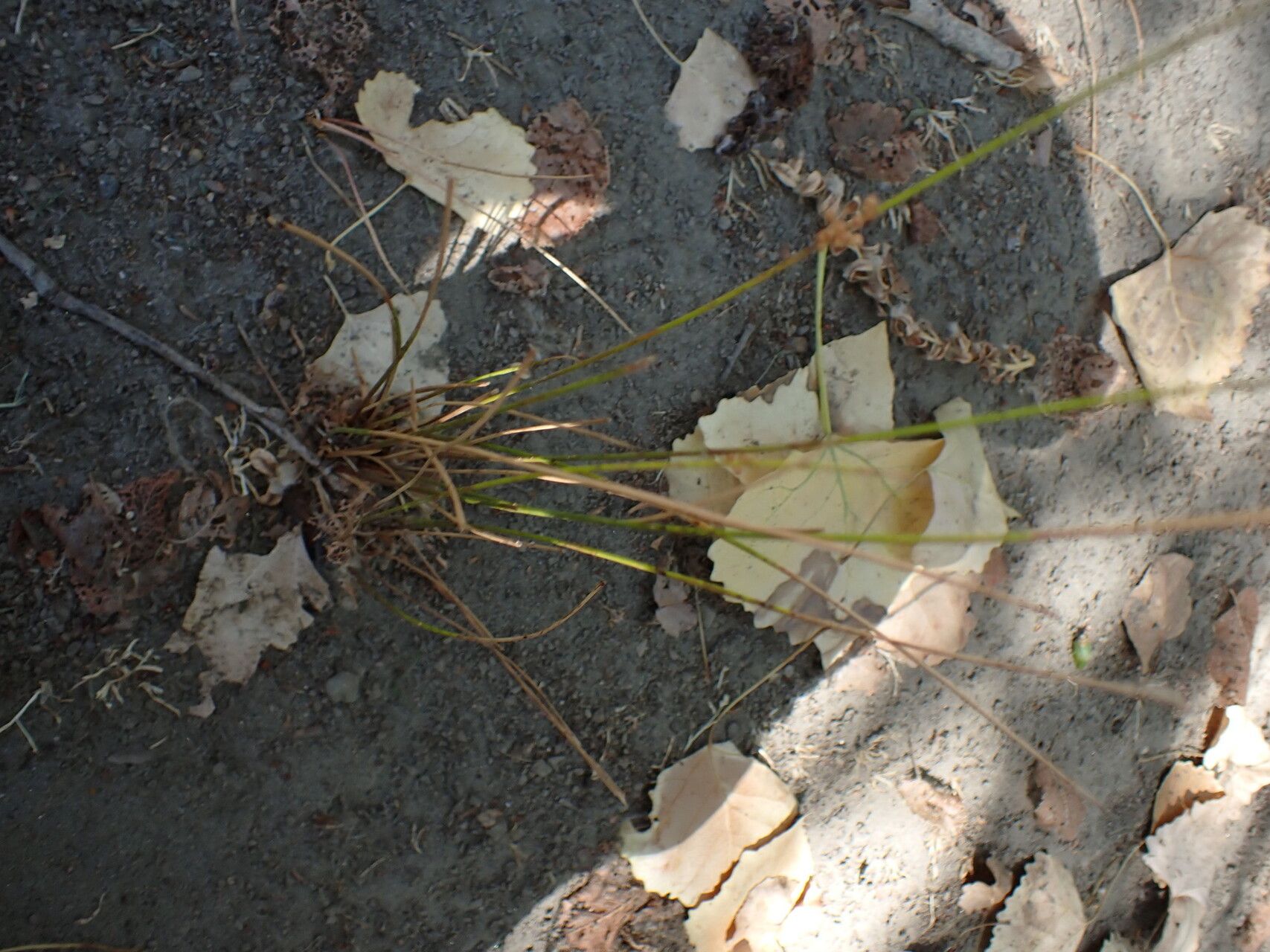 Juncus usitatus habit
