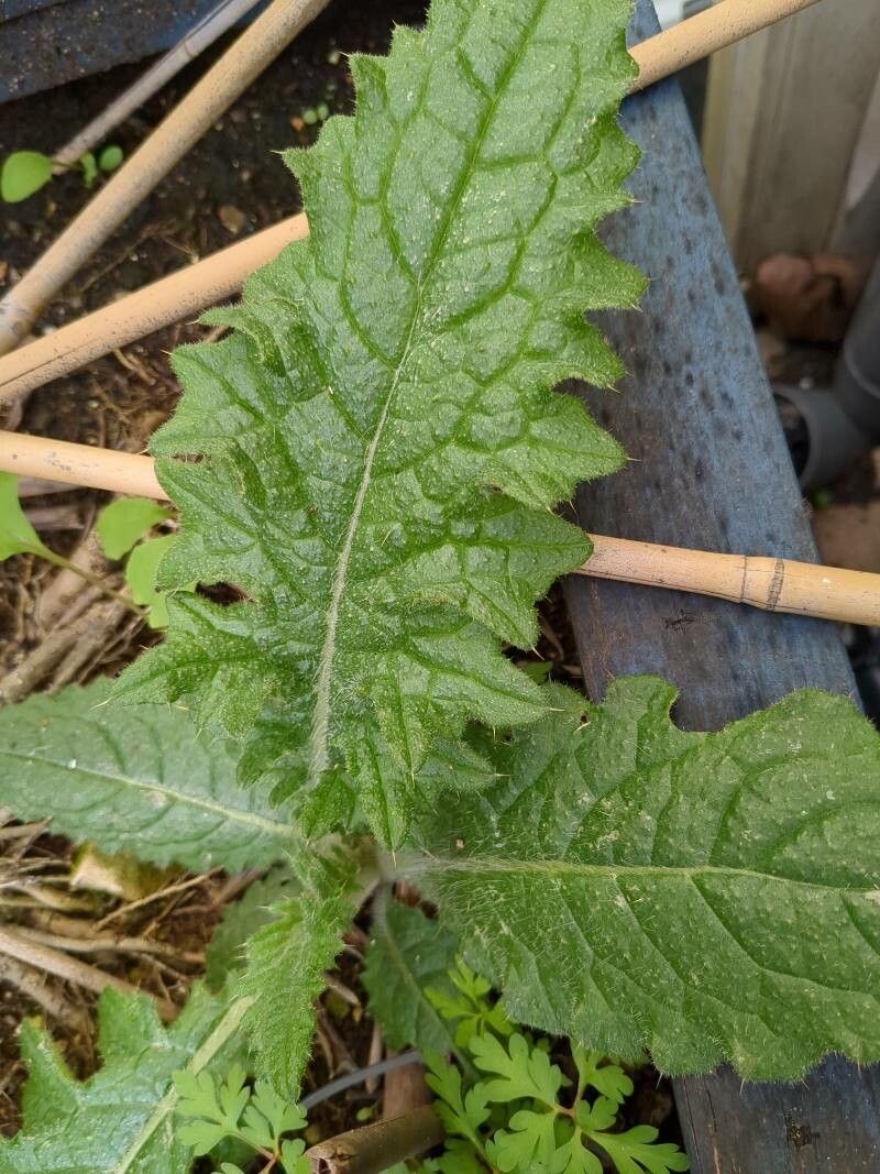 Carduus clavulatus leaf