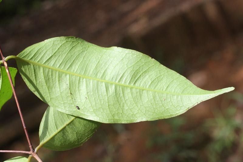 Eugenia gongylocarpa — houseplant care guide