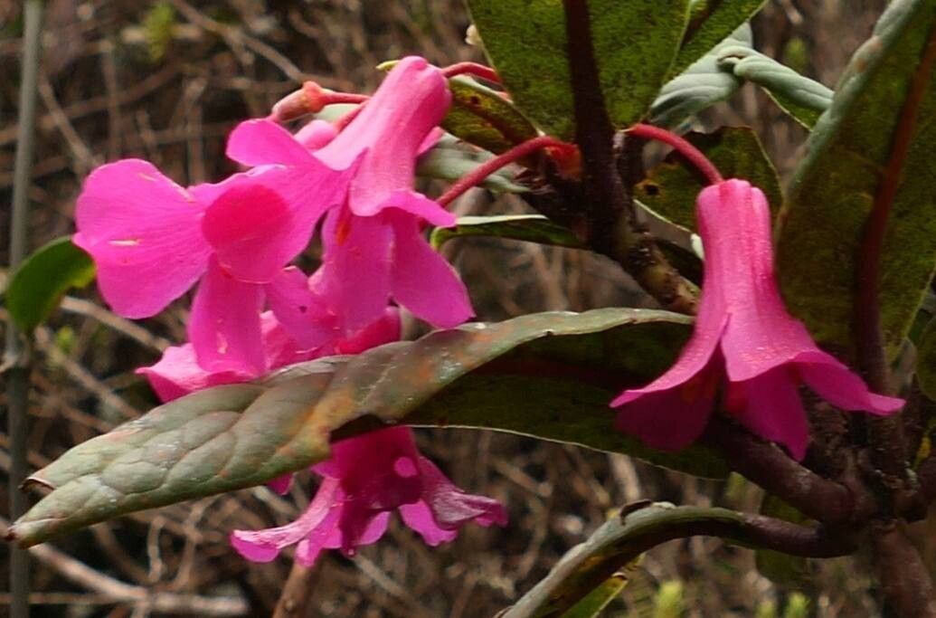Rhododendron rugosum flower