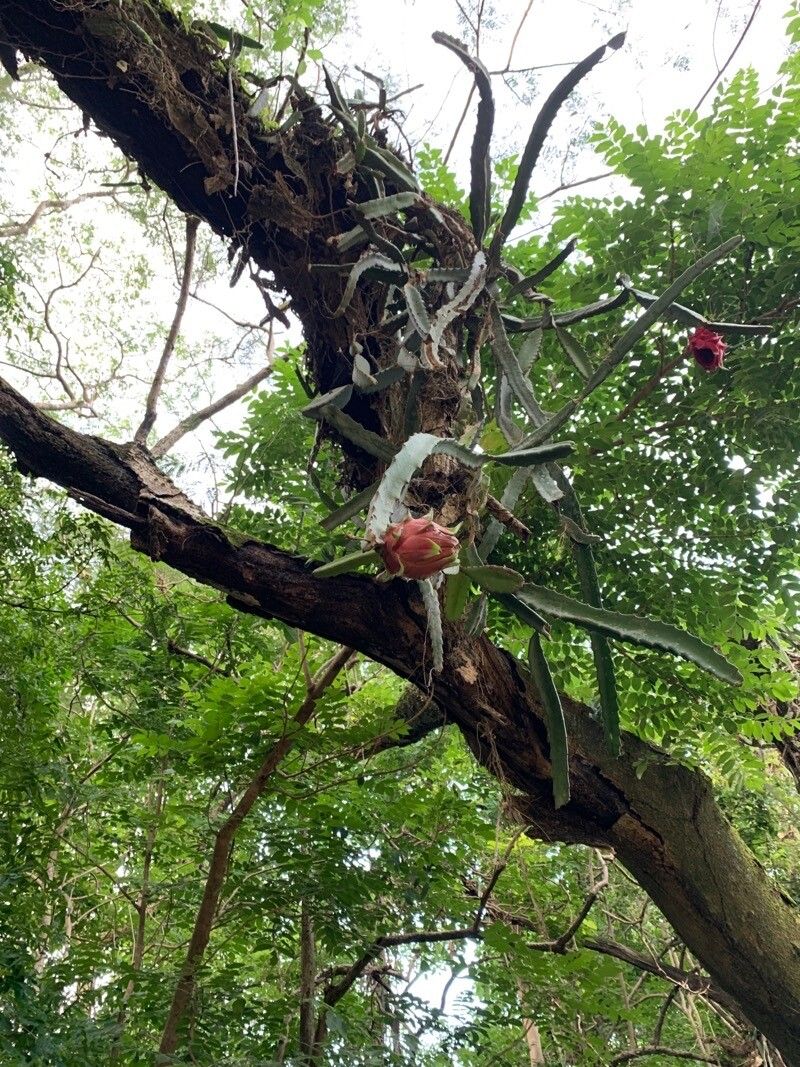 Selenicereus costaricensis fruit