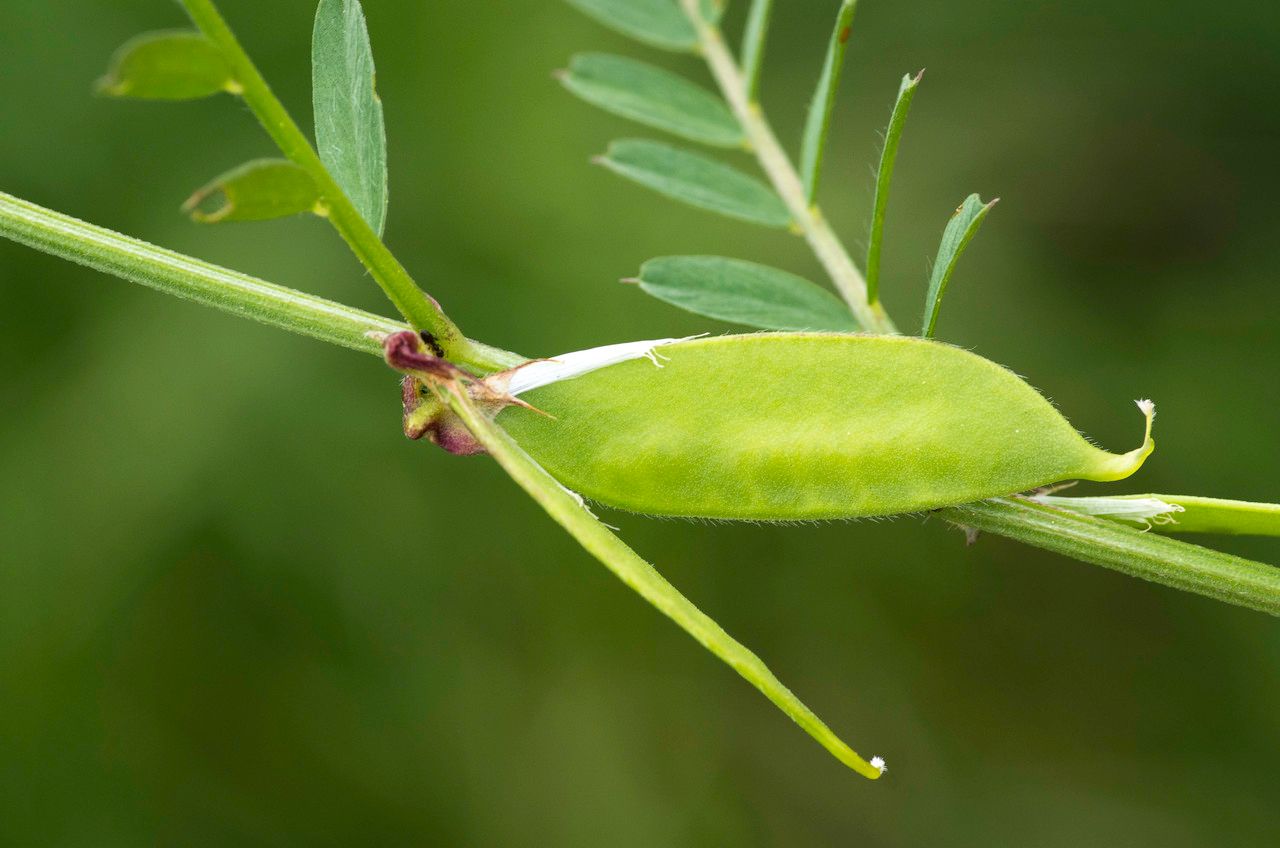 Vicia melanops fruit