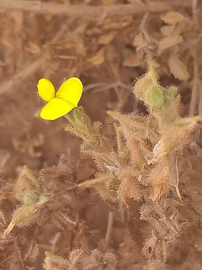 Ononis pubescens habit