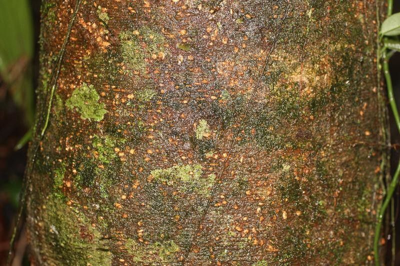 Abarema jupunba bark