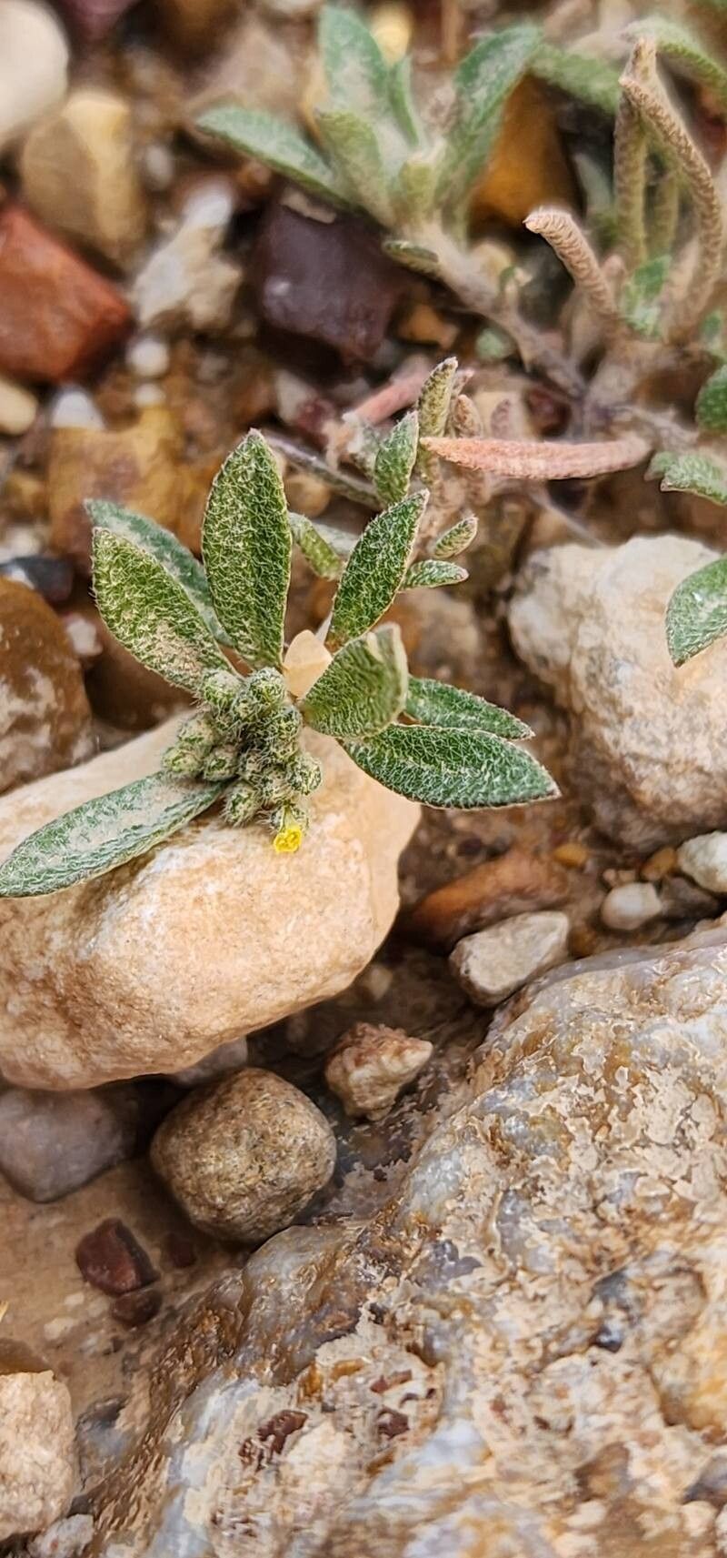 Alyssum szovitsianum — houseplant care guide