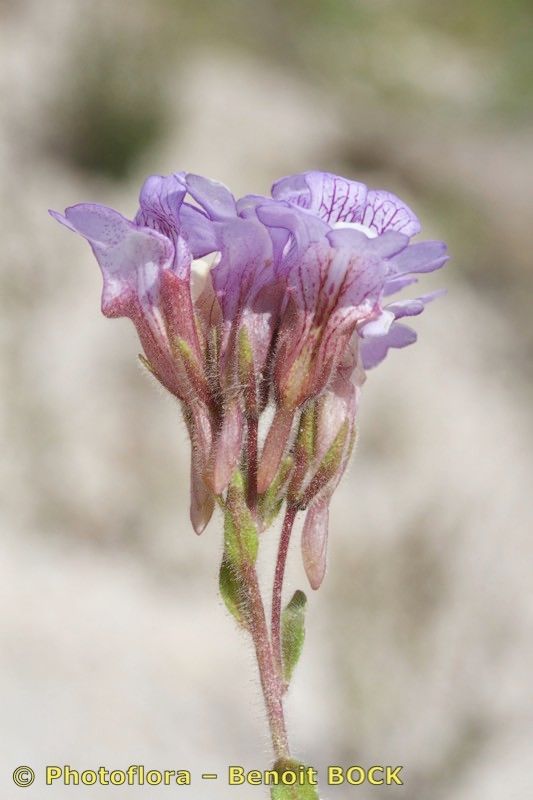 Chaenorhinum macropodum flower