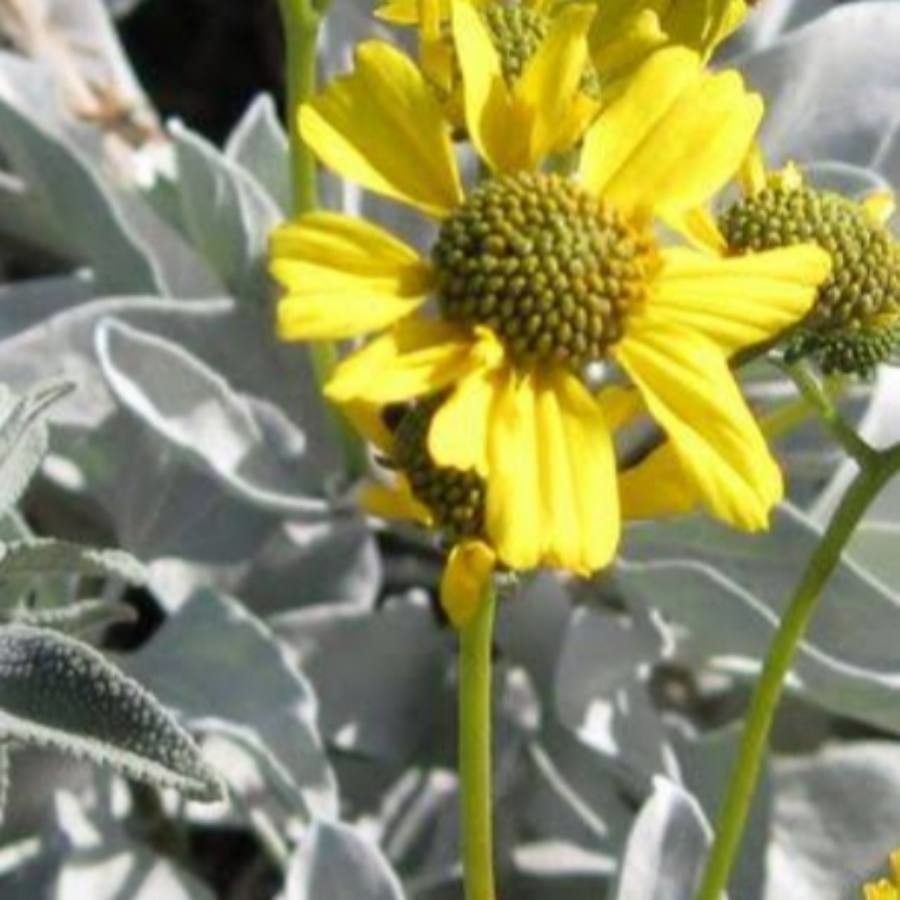 Encelia farinosa flower