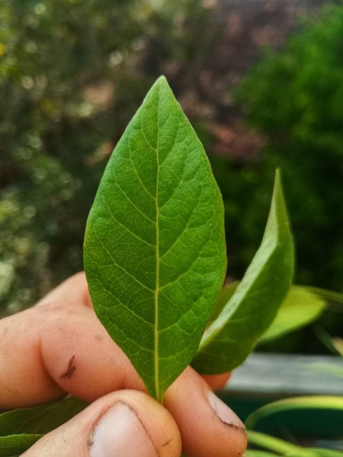 Gymnanthemum extensum — houseplant care guide