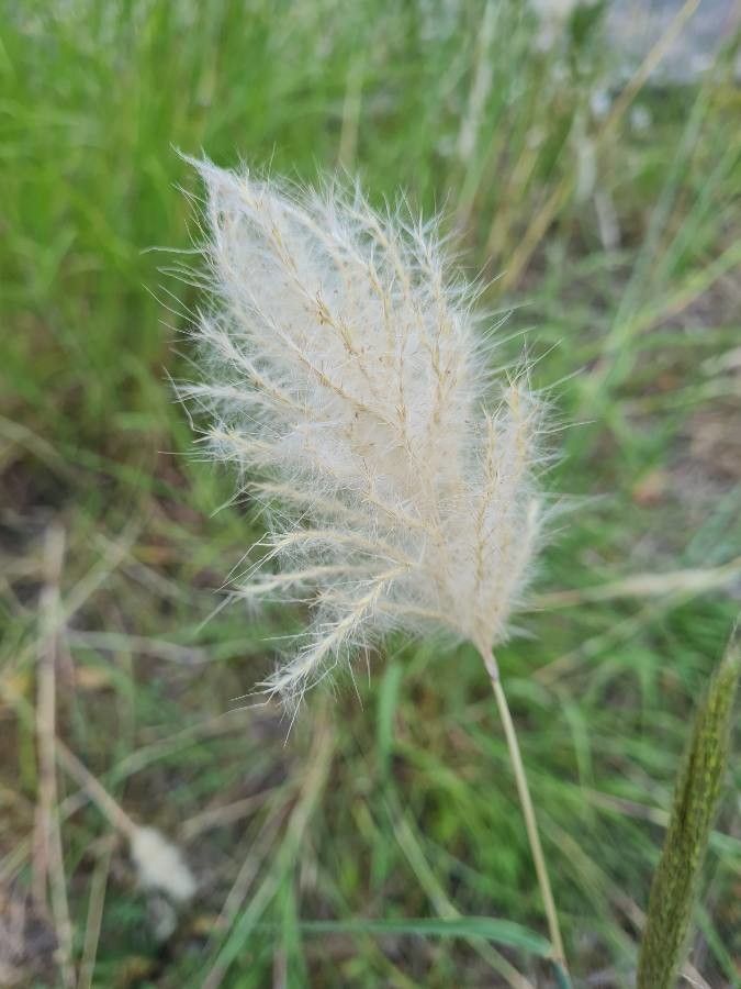 Bothriochloa barbinodis fruit