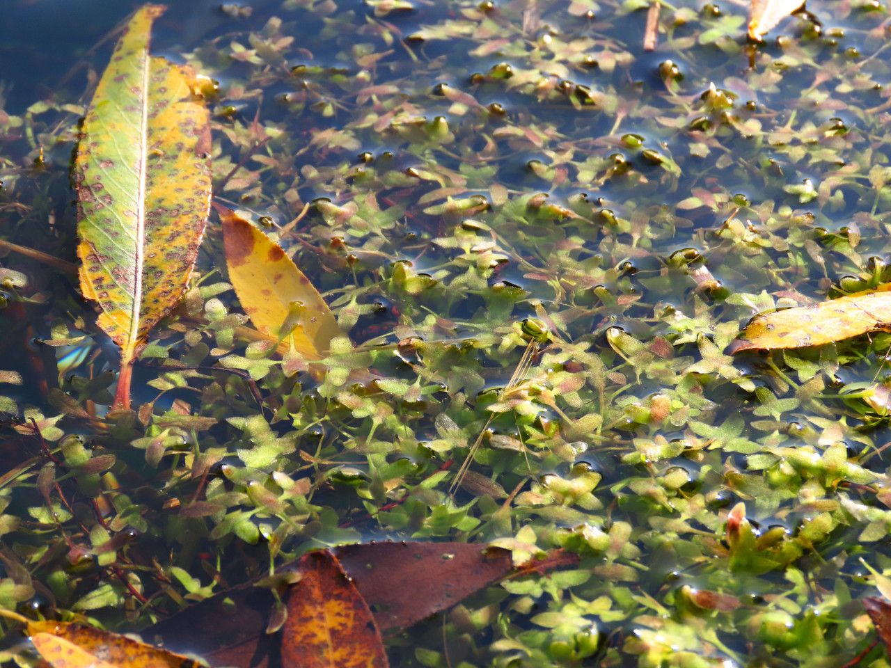 Lemna trisulca habit