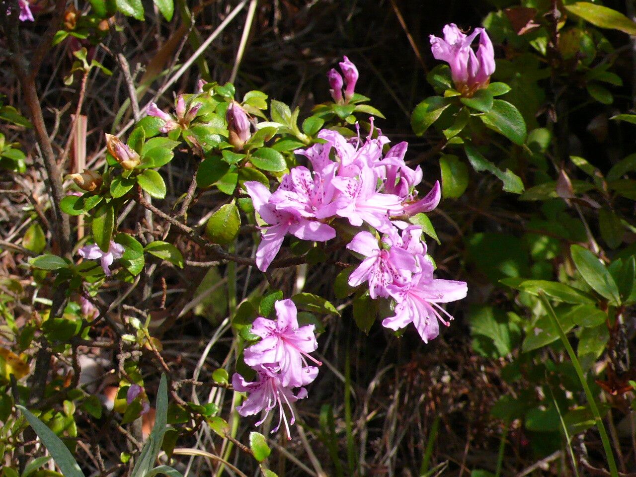 Rhododendron microphyton flower