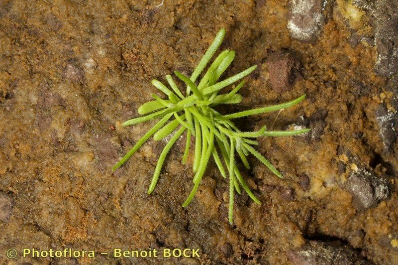 Spergula azorica habit