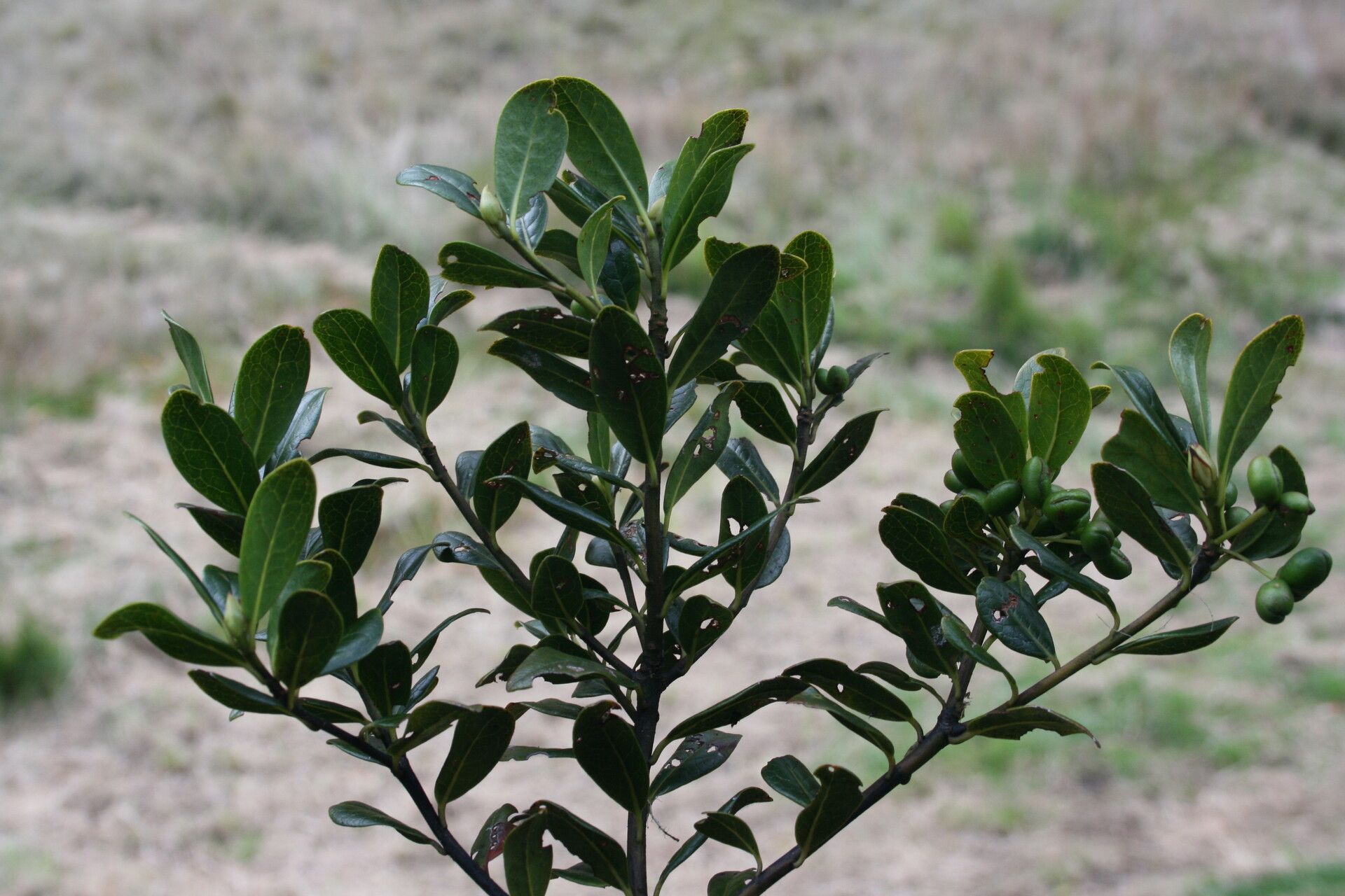 Tasmannia montis-wilhelmi other