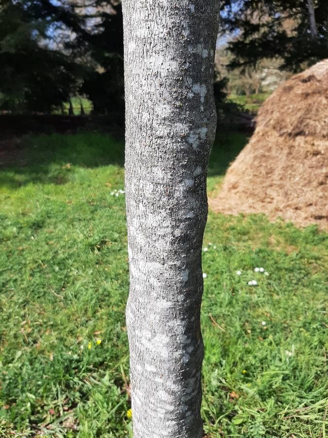 Zelkova sinica bark