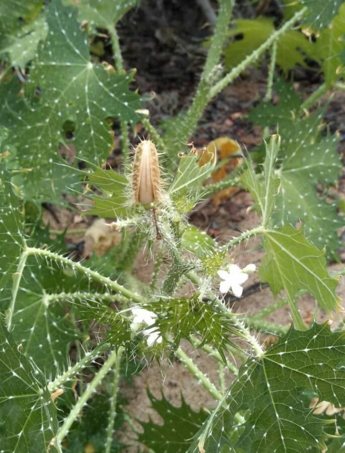 Cnidoscolus angustidens habit
