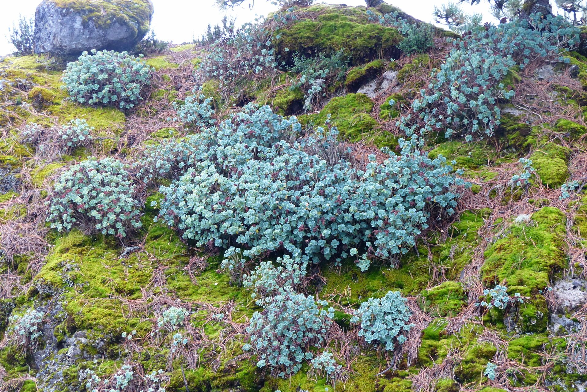 Echeveria nebularum habit