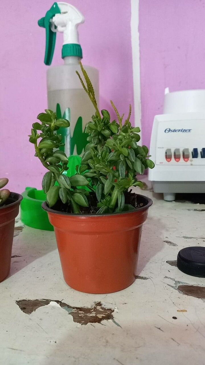 Peperomia dolabriformis habit