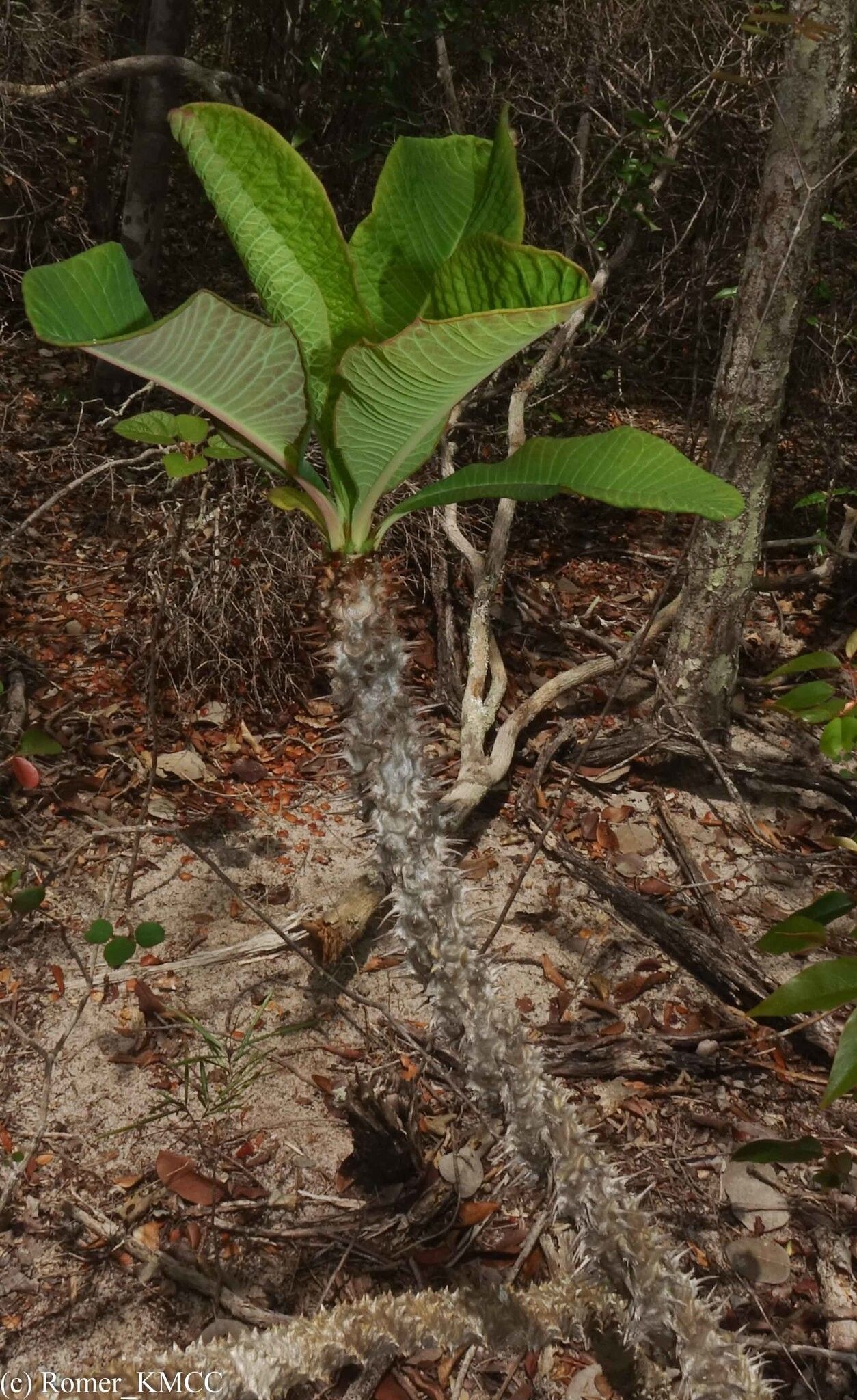 Euphorbia perrieri — houseplant care guide