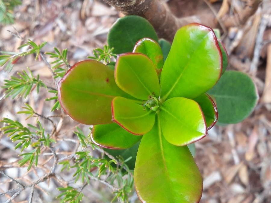 Montrouziera verticillata leaf