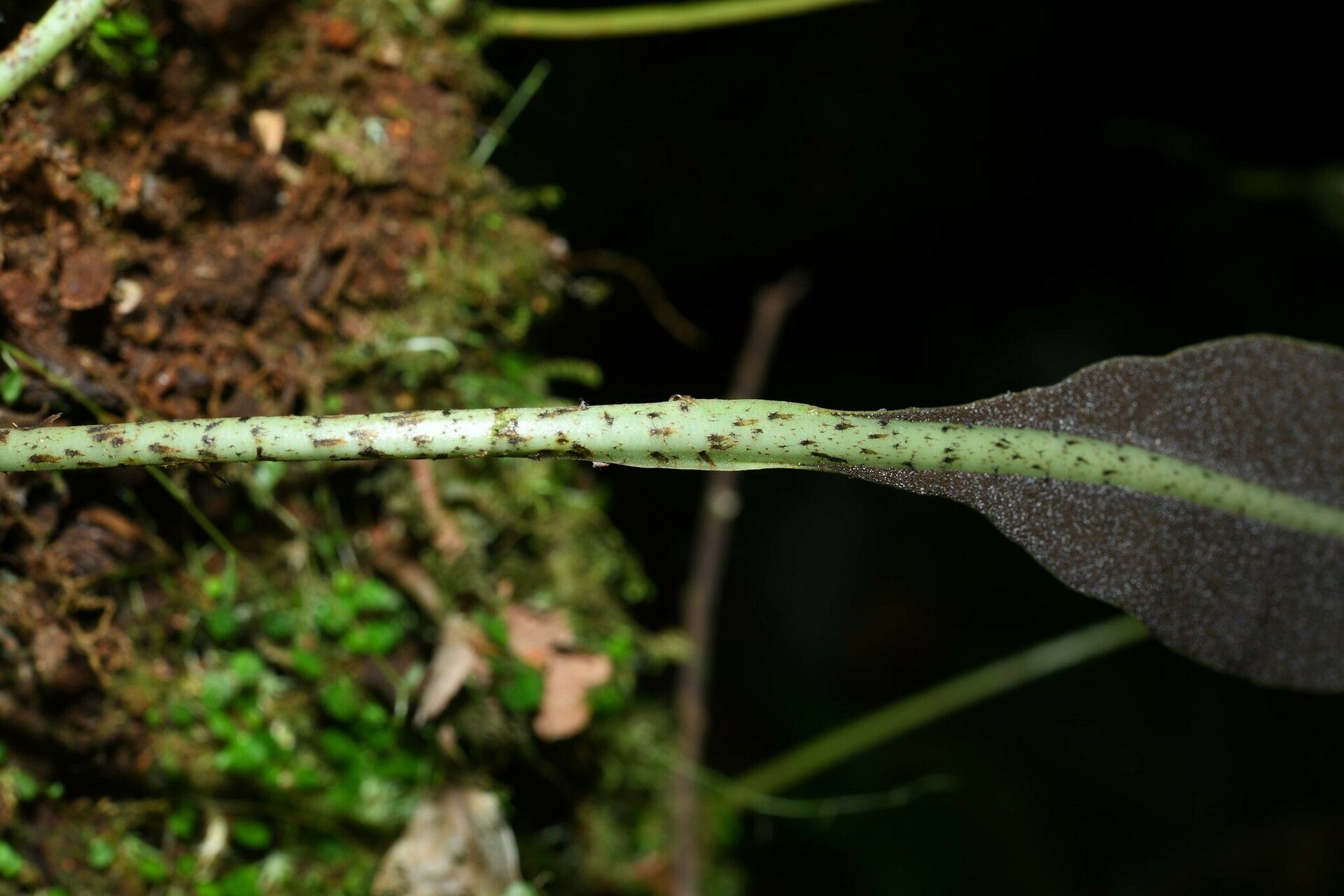 Elaphoglossum luridum bark